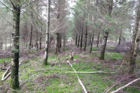 Terrain forestier à vendre Belgique