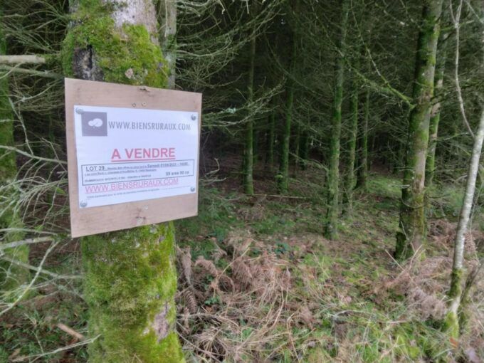 Terrain forestier à vendre Luxembourg