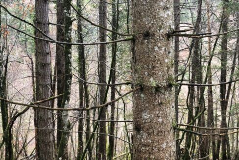 Propriété forestière feuillus résineux à vendre Jura