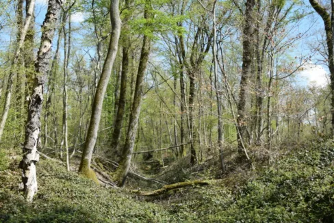Achat forêt Nièvre