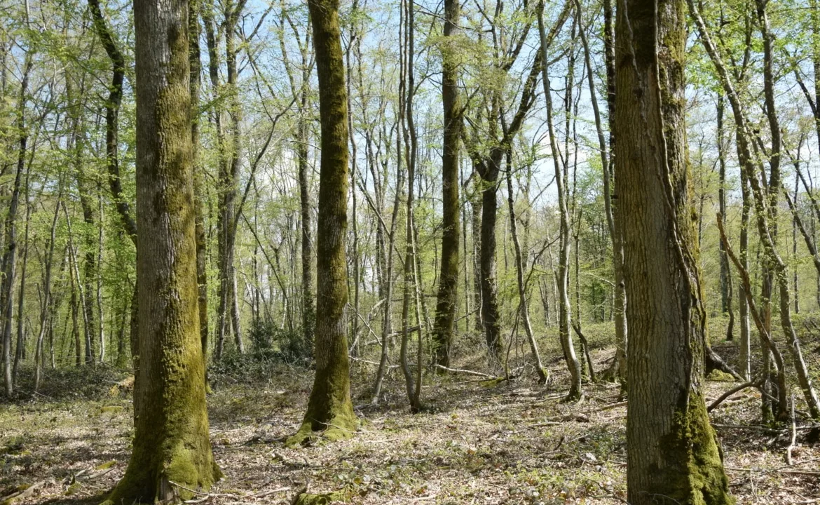 Forêt de chênes à vendre Nièvre