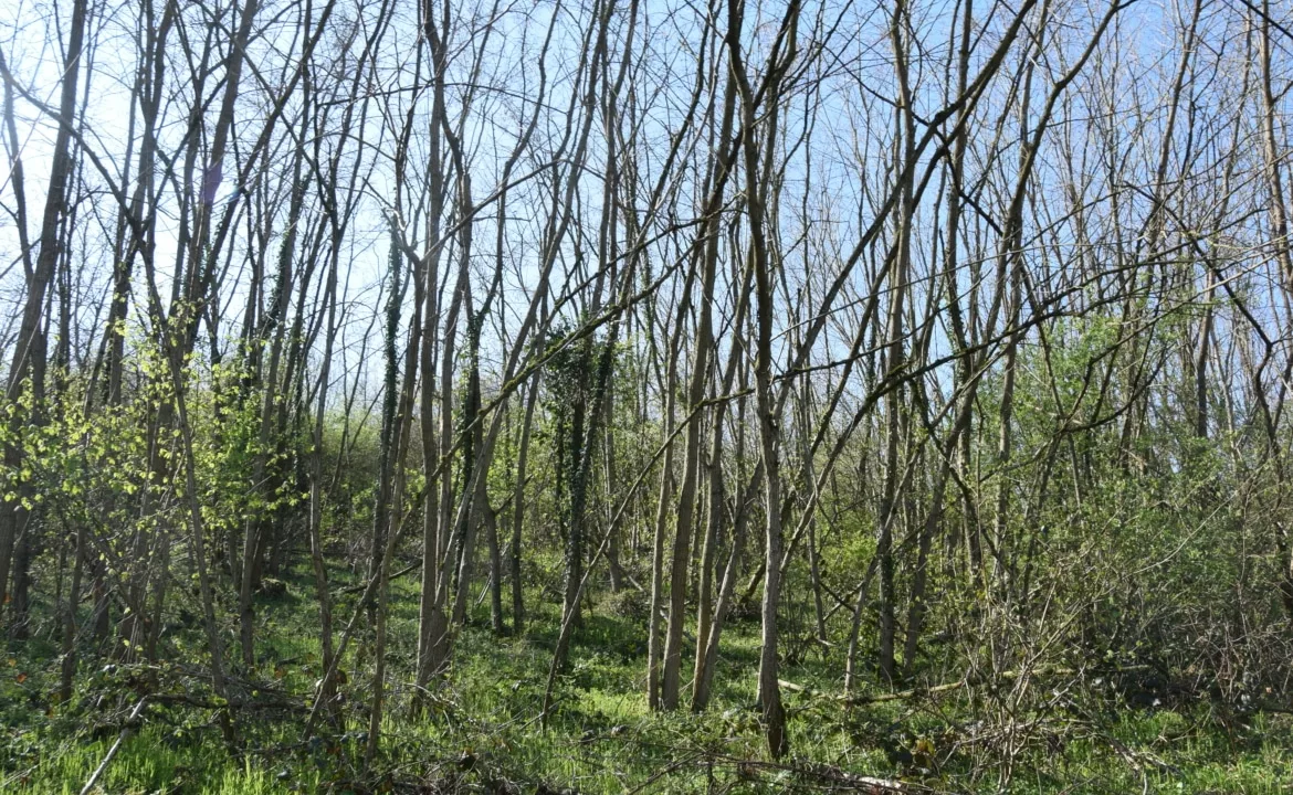 Forêt de feuillus à vendre dans l'Allier