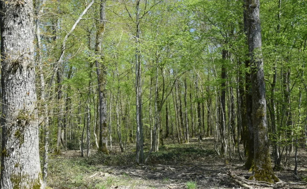 Propriété forestière à vendre Nièvre