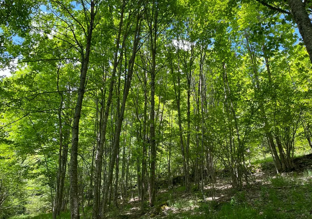 Forêt de hêtre Puy de Dôme