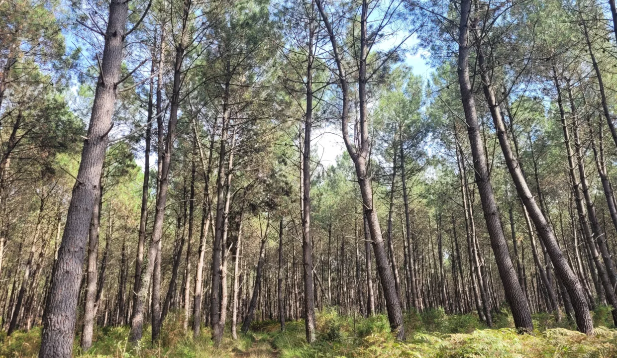 Forêt de pins maritime à vendre dans les Landes