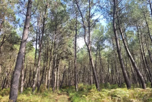 Forêt de pins maritime à vendre dans les Landes