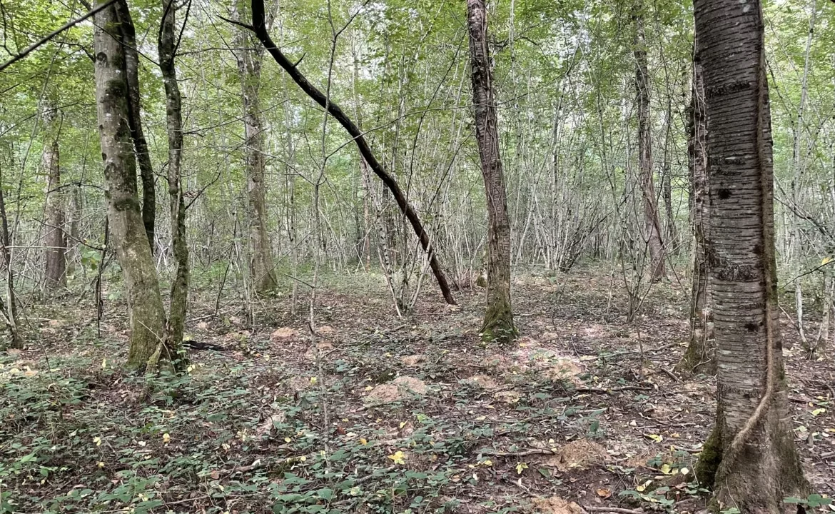 Achat forêt Côte-d'Or