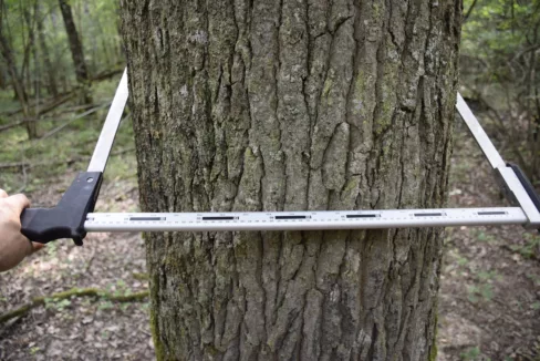 mesure d'un chêne 2