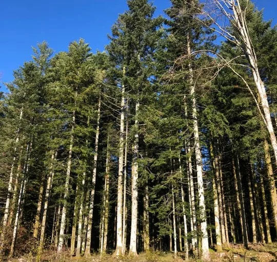 Forêt à vendre Haut-Jura