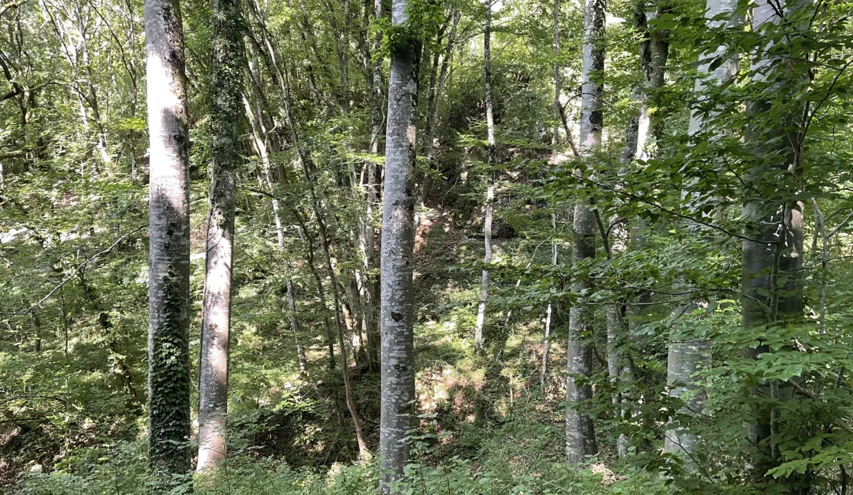 Achat forêt feuillus Côte d'Or