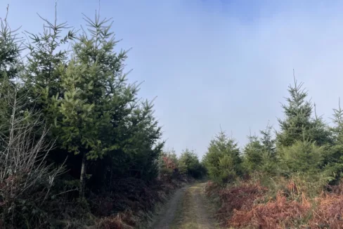 Forêt Douglas à vendre Tarn