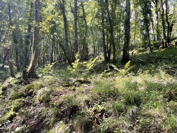Vente forêt feuillus Côte d'Or