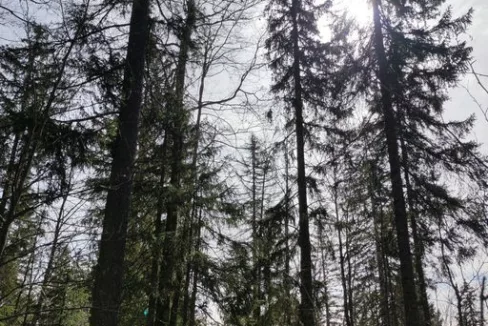 Forêt Epicéas à vendre dans le Haut-Doubs