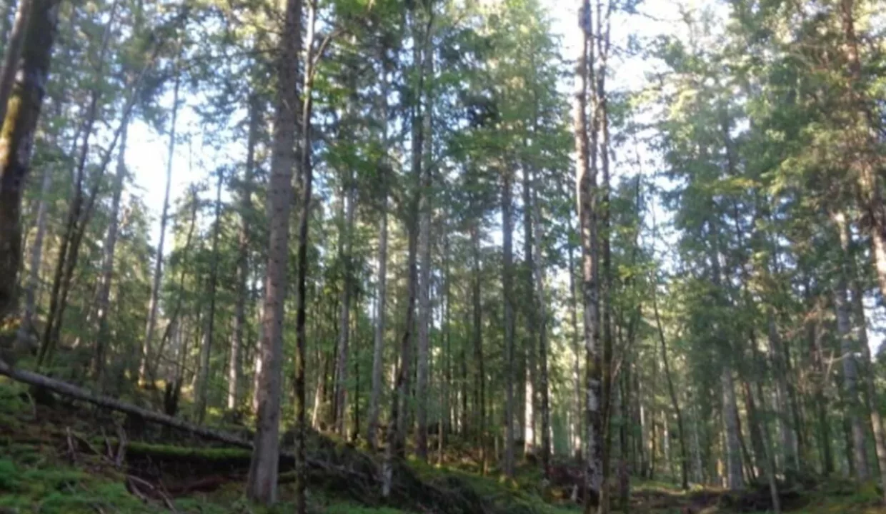 Forêt à vendre dans le Jura (2)