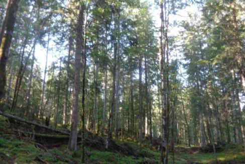 Forêt à vendre dans le Jura (2)