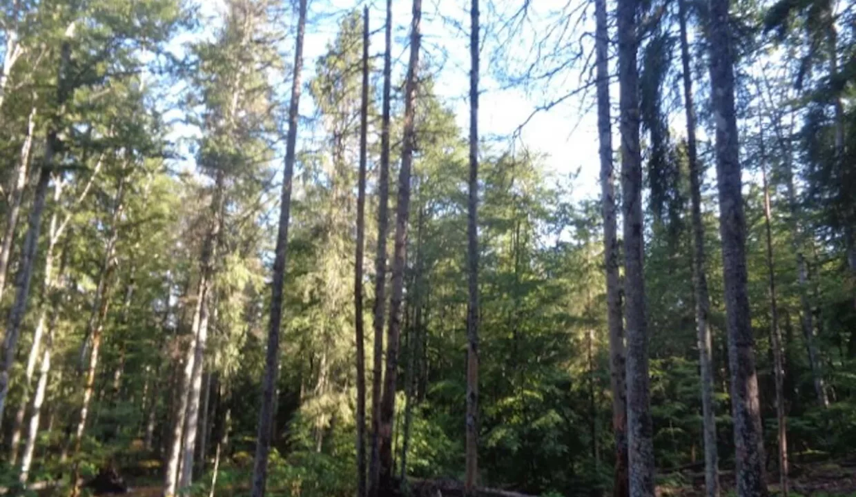 Jura Forêt Vente
